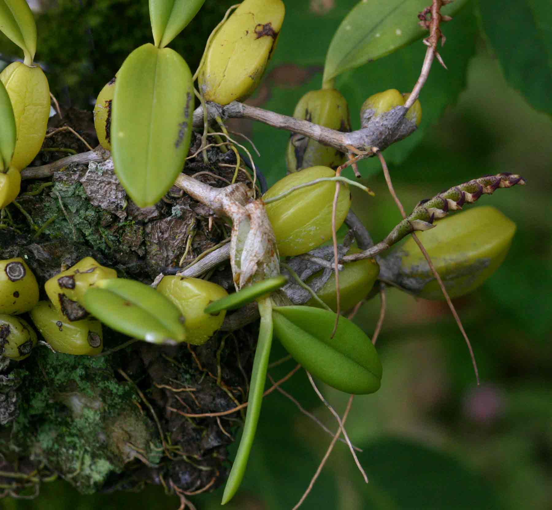 Bulbophyllum scaberulum Bulbophyllum scaberulum