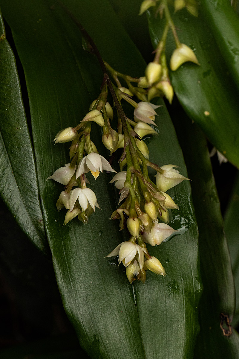 Polystachya cultriformis