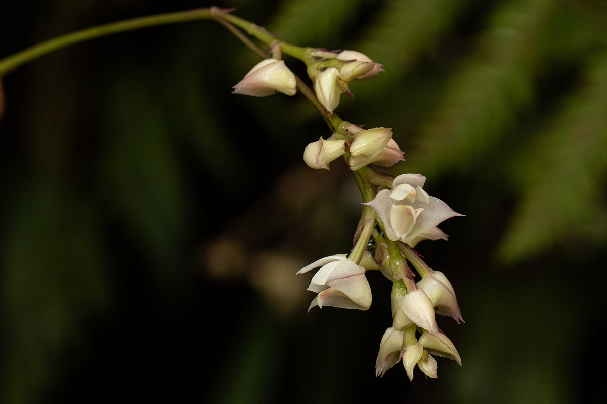 Polystachya cultriformis