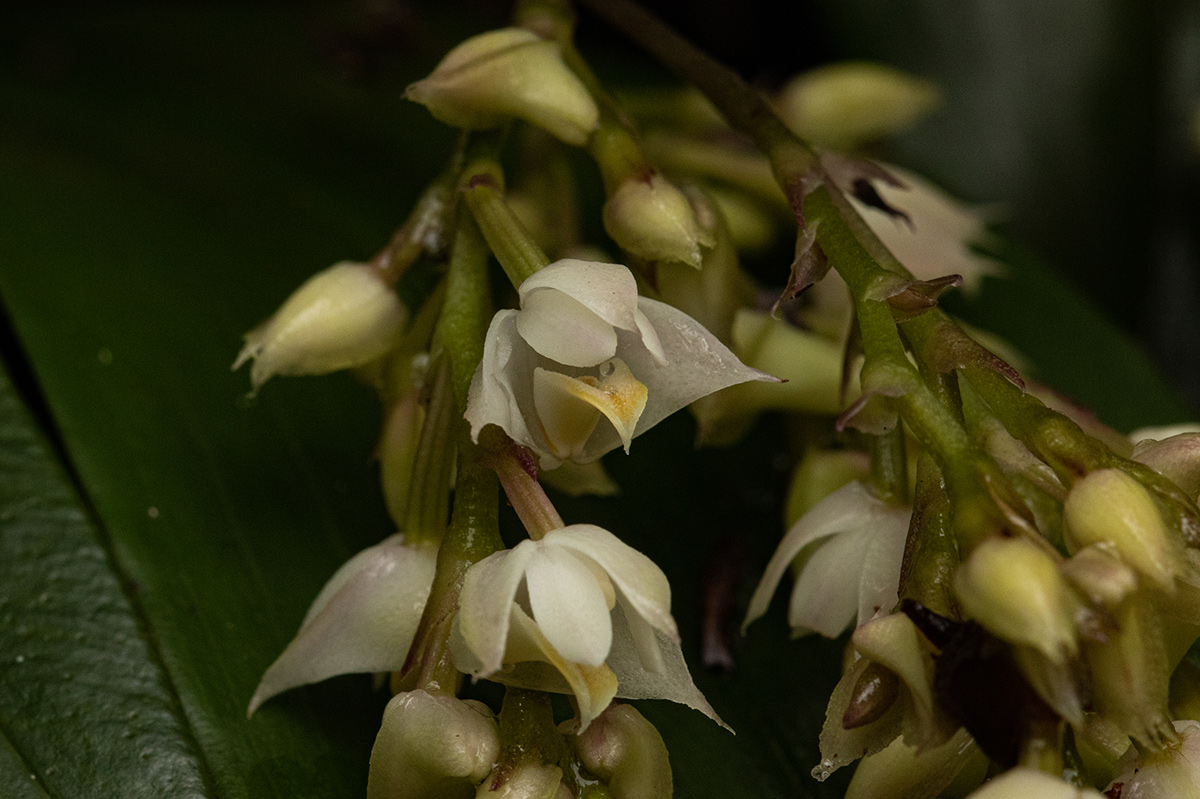 Polystachya cultriformis Polystachya cultriformis