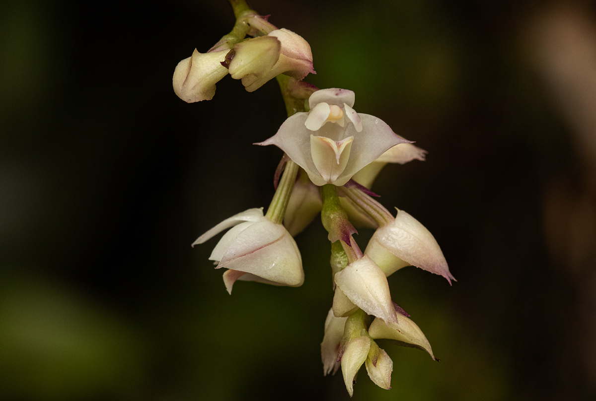 Polystachya cultriformis