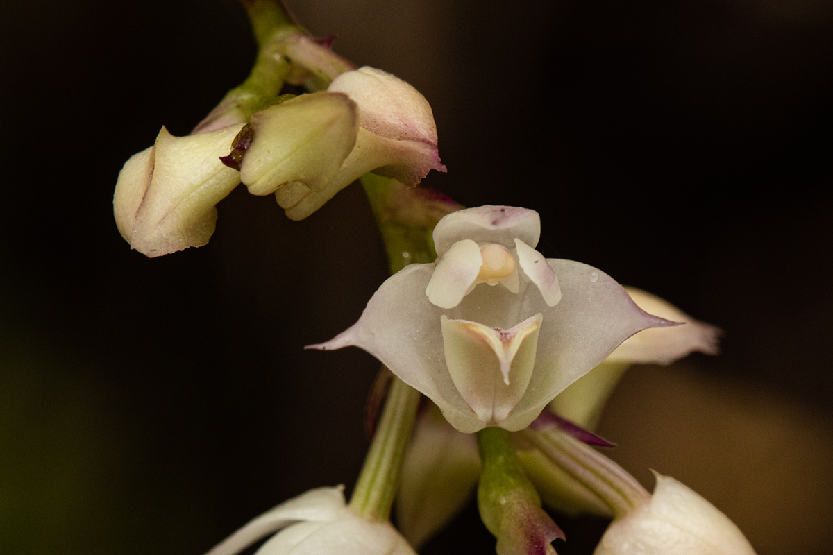 Polystachya cultriformis