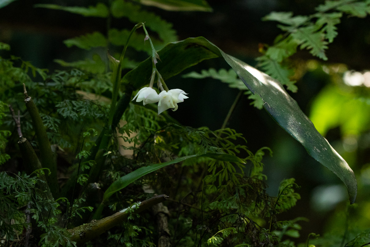 Polystachya cultriformis