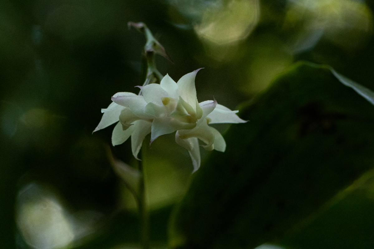 Polystachya cultriformis Polystachya cultriformis