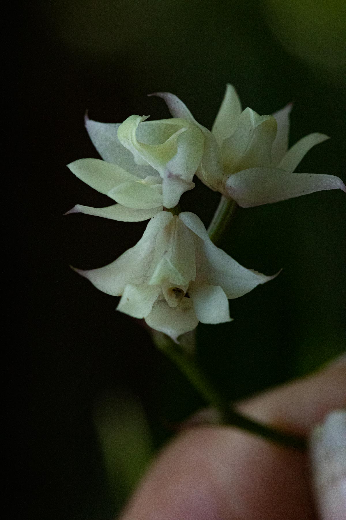 Polystachya cultriformis Polystachya cultriformis