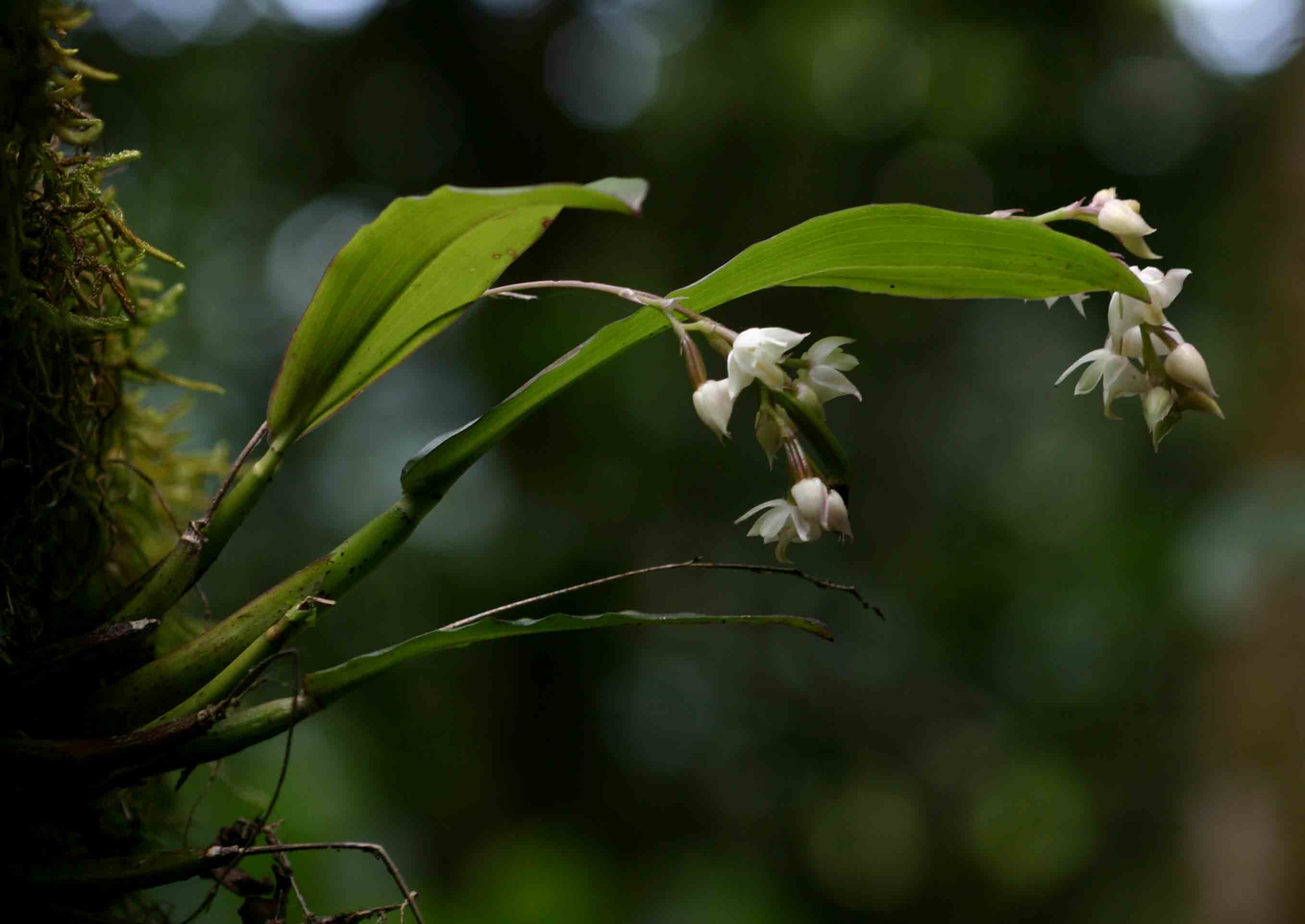 Polystachya cultriformis