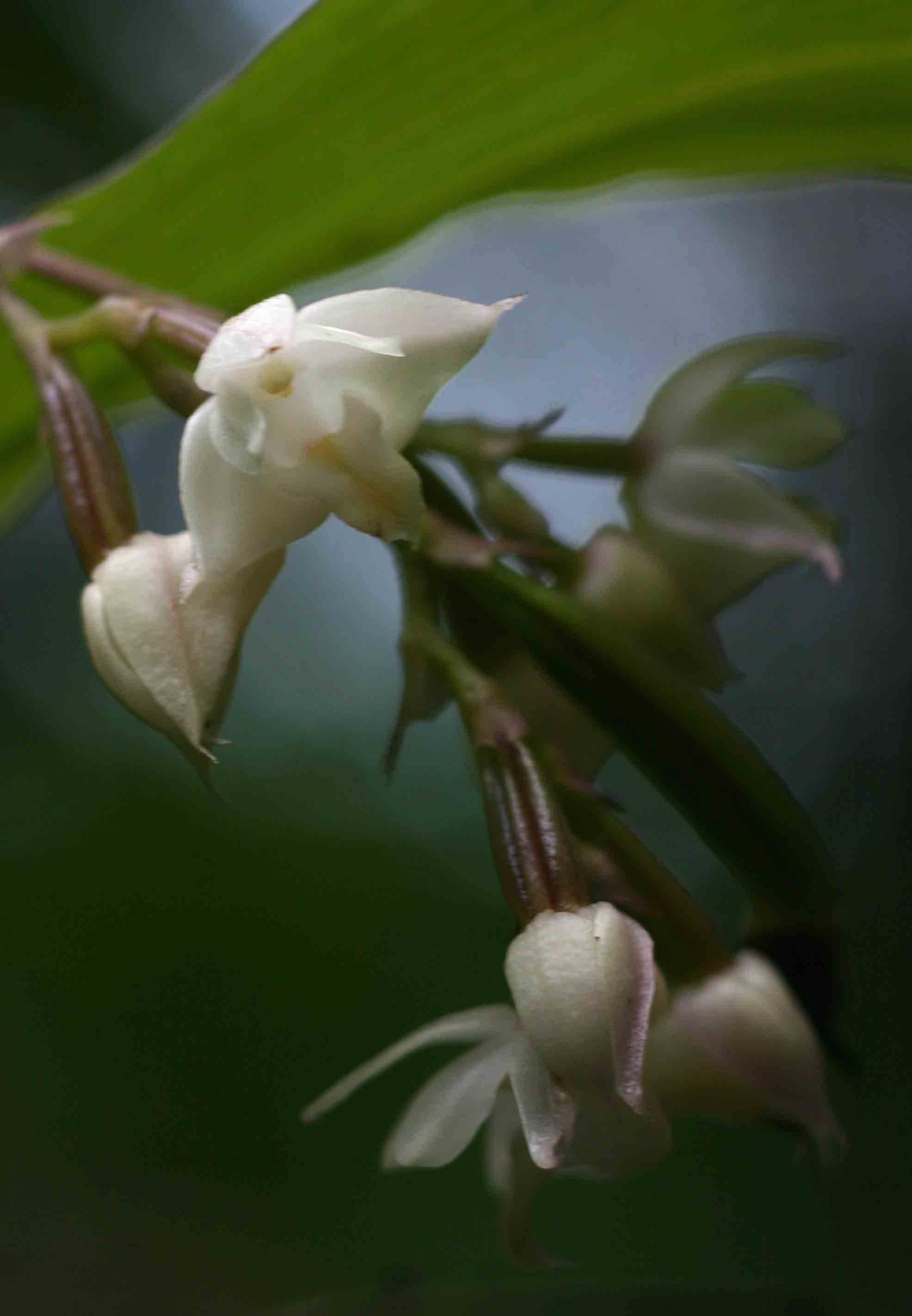 Polystachya cultriformis