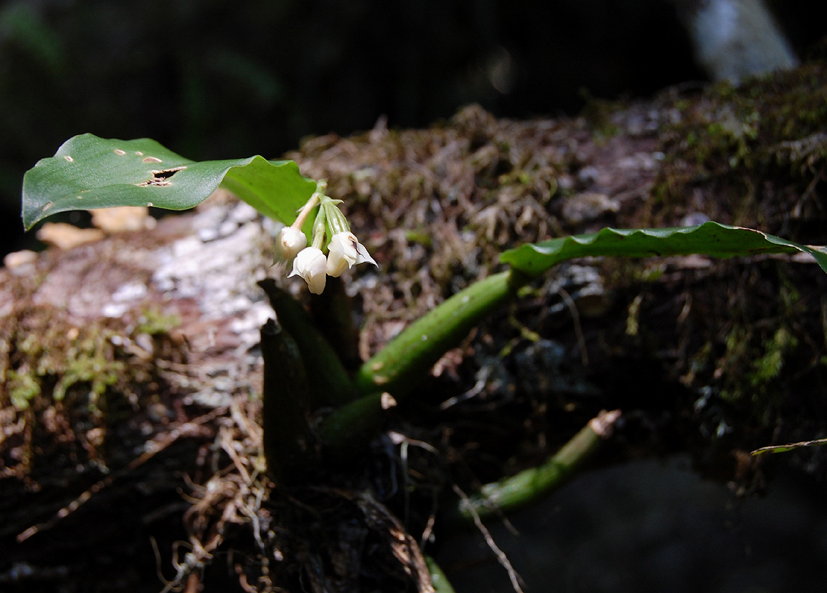 Polystachya cultriformis