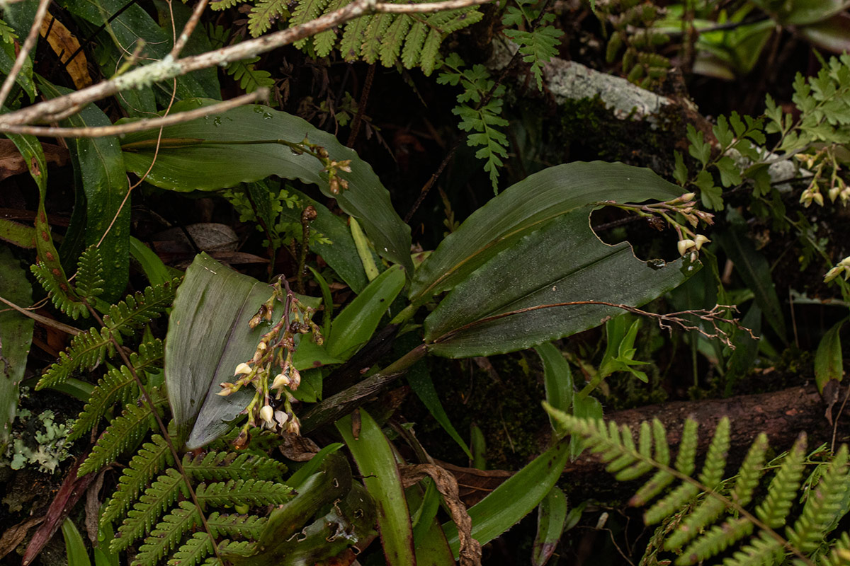 Polystachya cultriformis Polystachya cultriformis