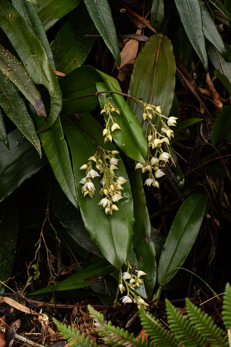 Polystachya cultriformis Polystachya cultriformis