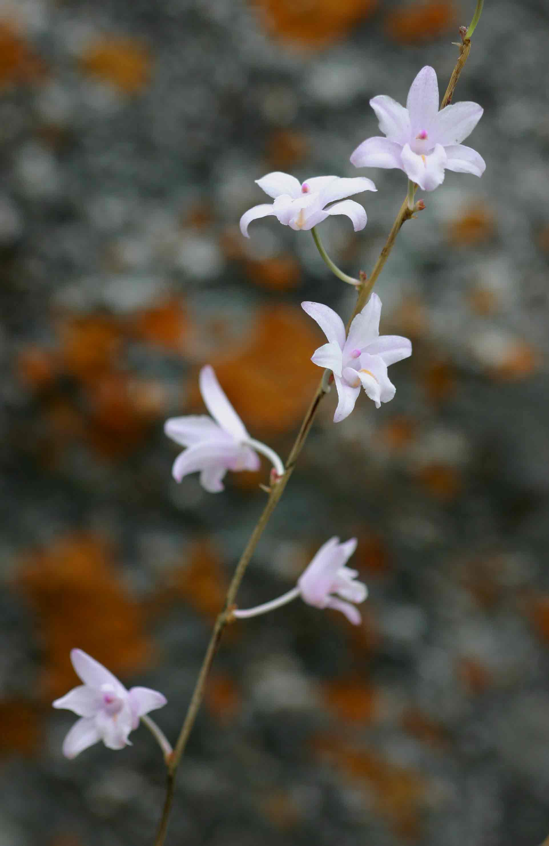 Polystachya dendrobiiflora