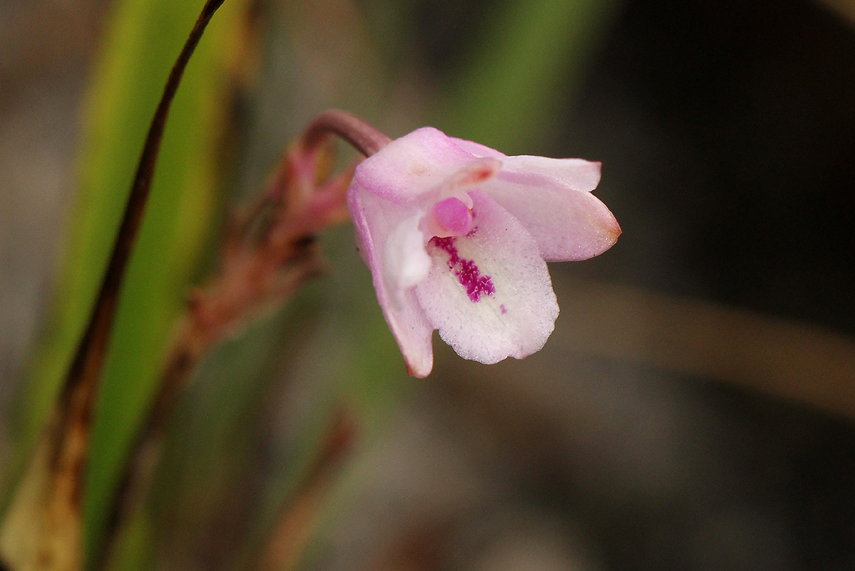 Polystachya dendrobiiflora