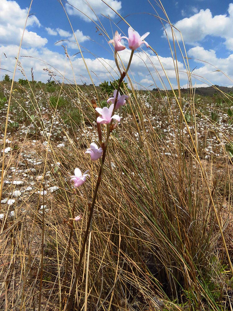 Polystachya dendrobiiflora