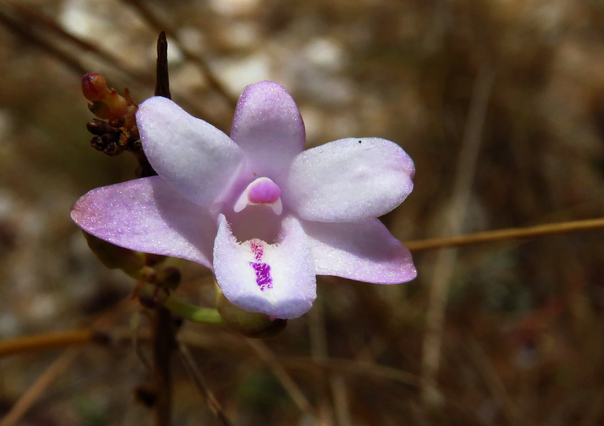Polystachya dendrobiiflora