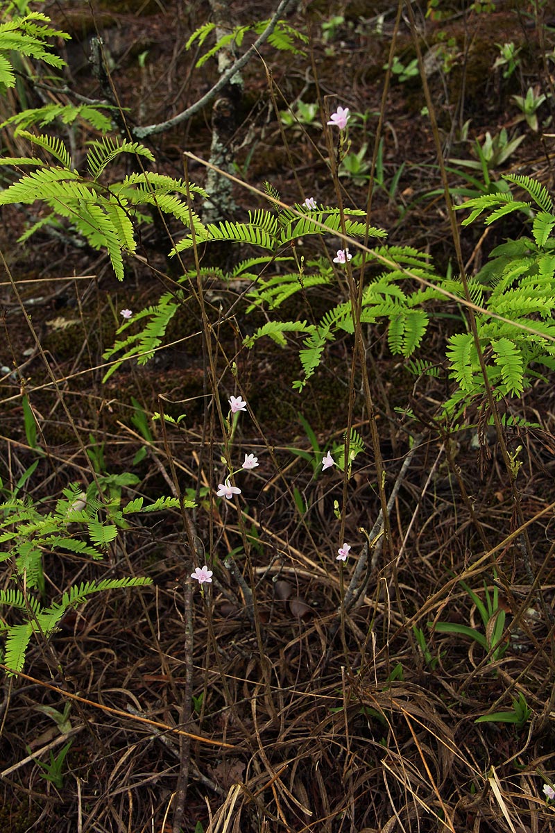 Polystachya dendrobiiflora