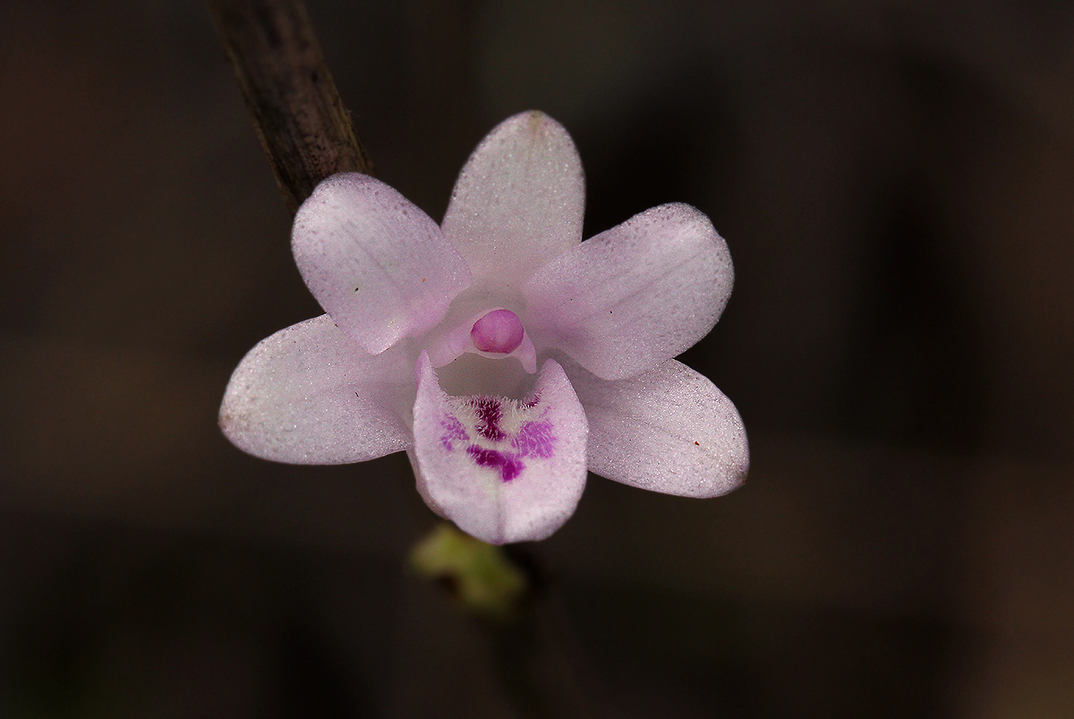 Polystachya dendrobiiflora
