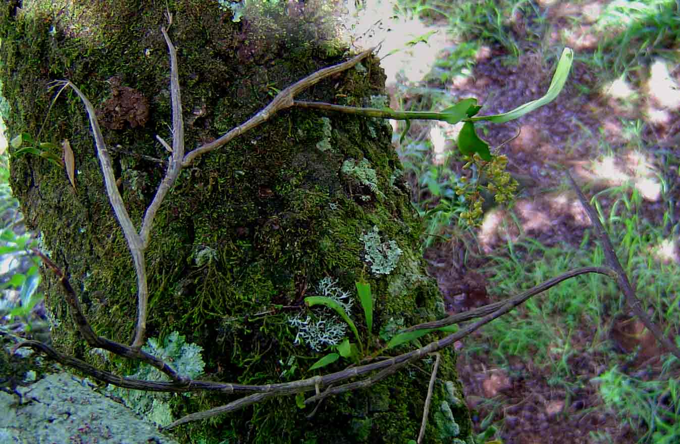 Polystachya fusiformis Polystachya fusiformis