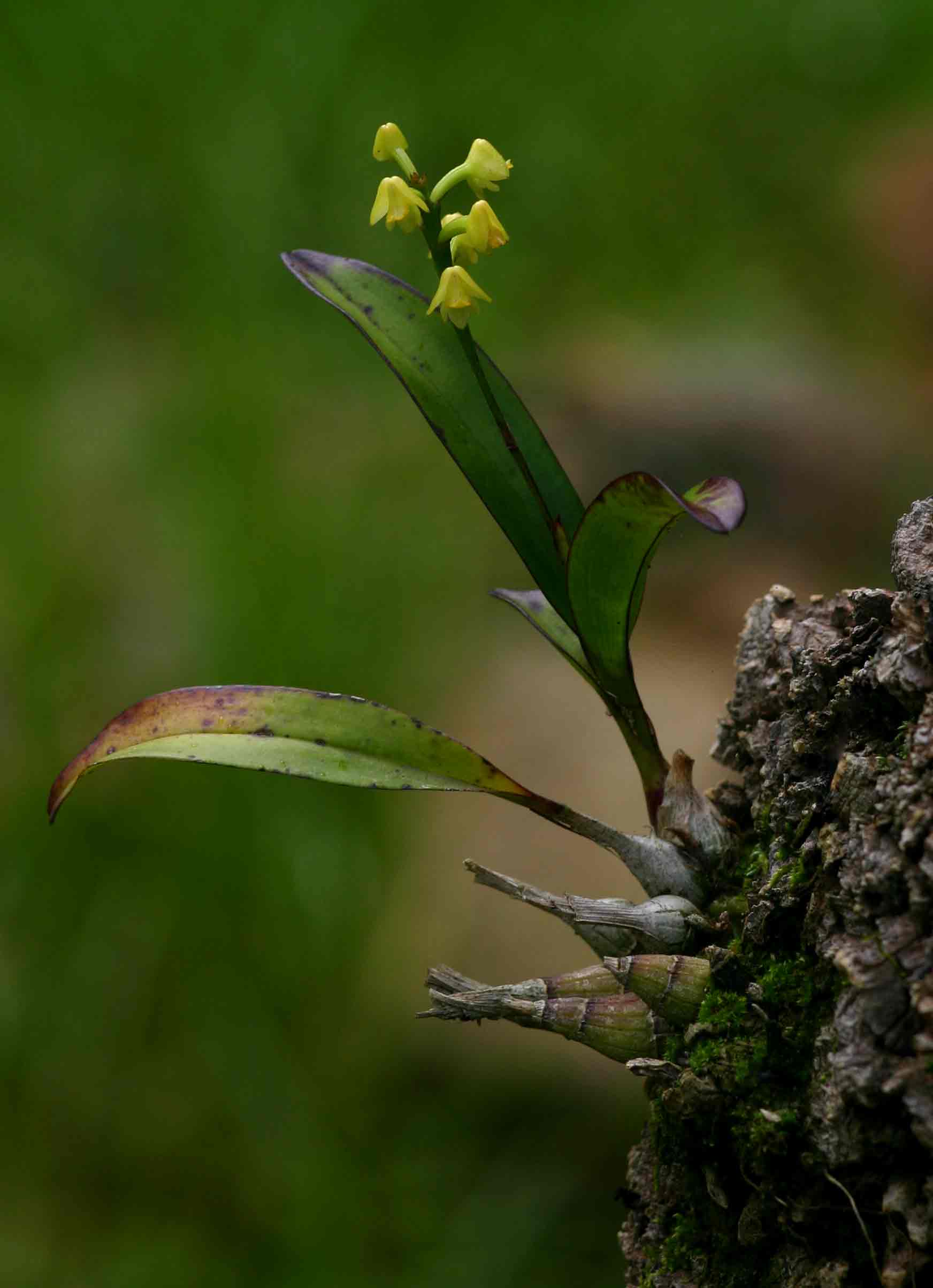 Polystachya modesta Polystachya modesta