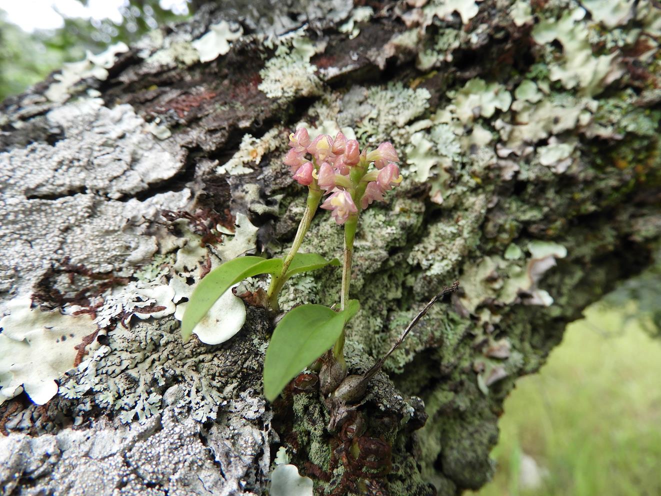 Polystachya modesta Polystachya modesta