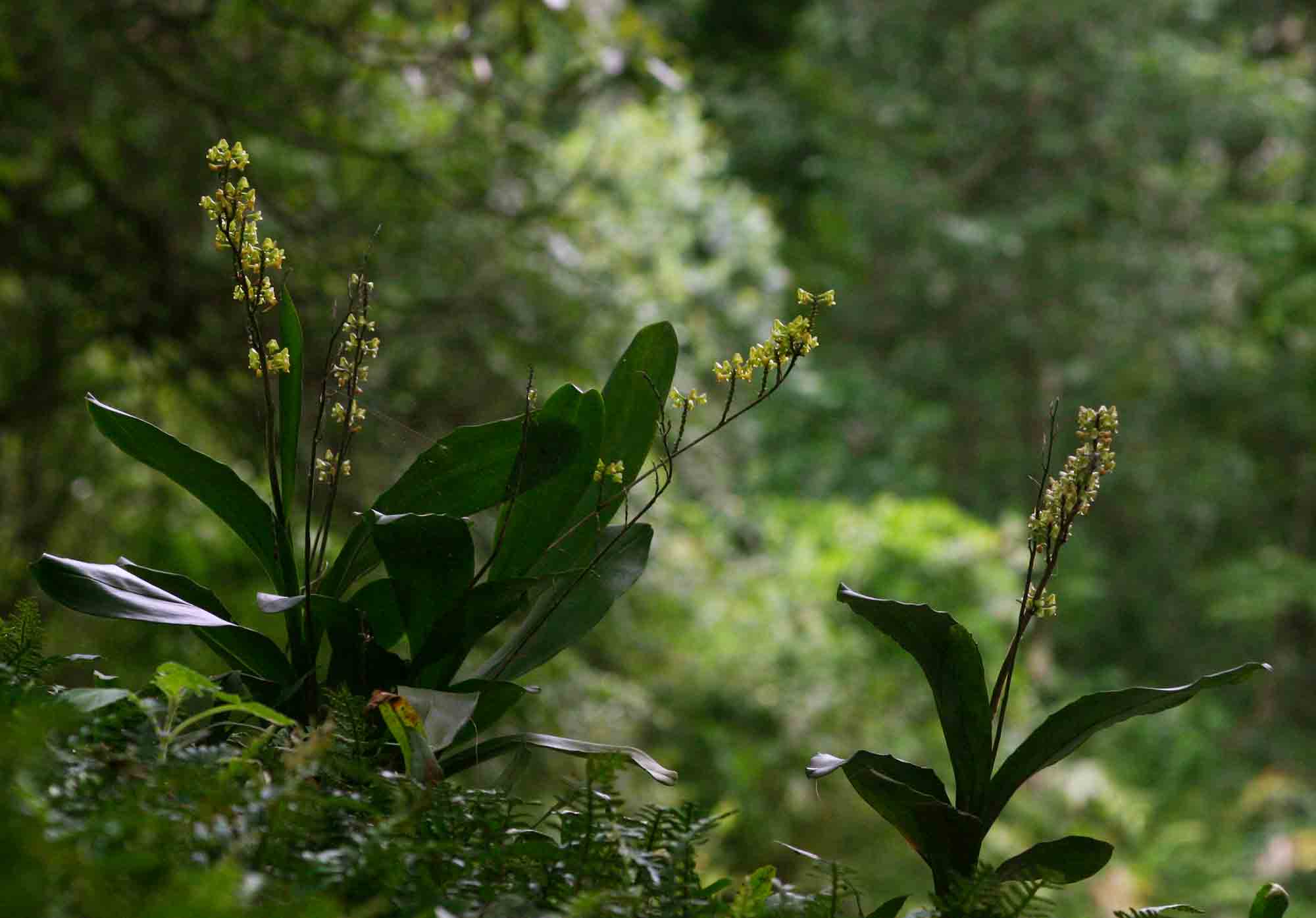 Polystachya concreta