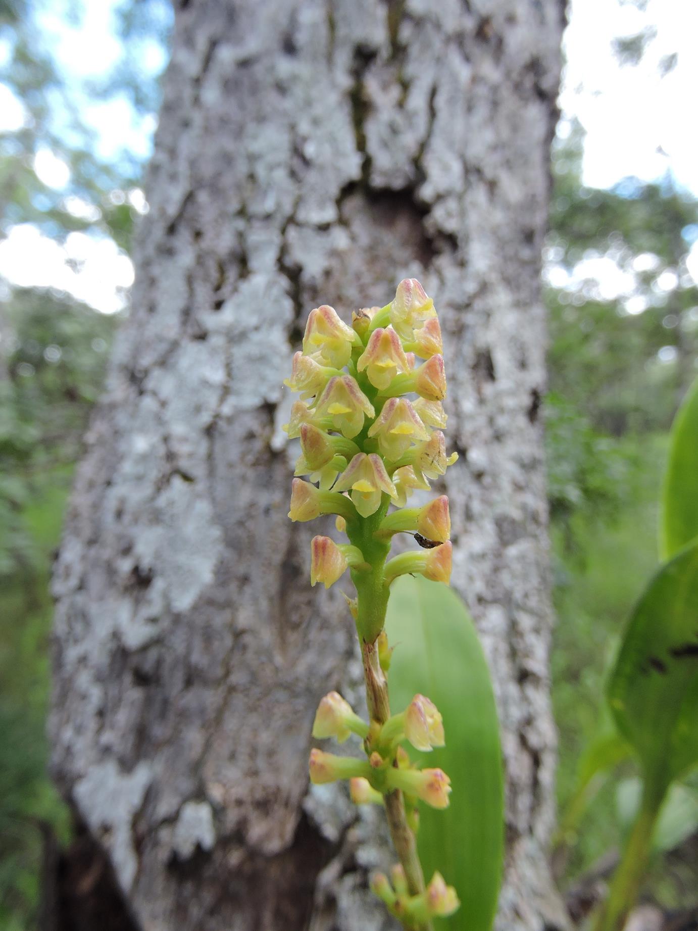 Polystachya concreta Polystachya concreta