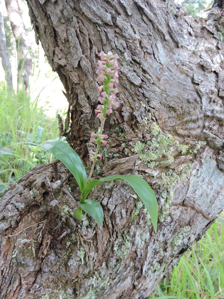 Polystachya concreta