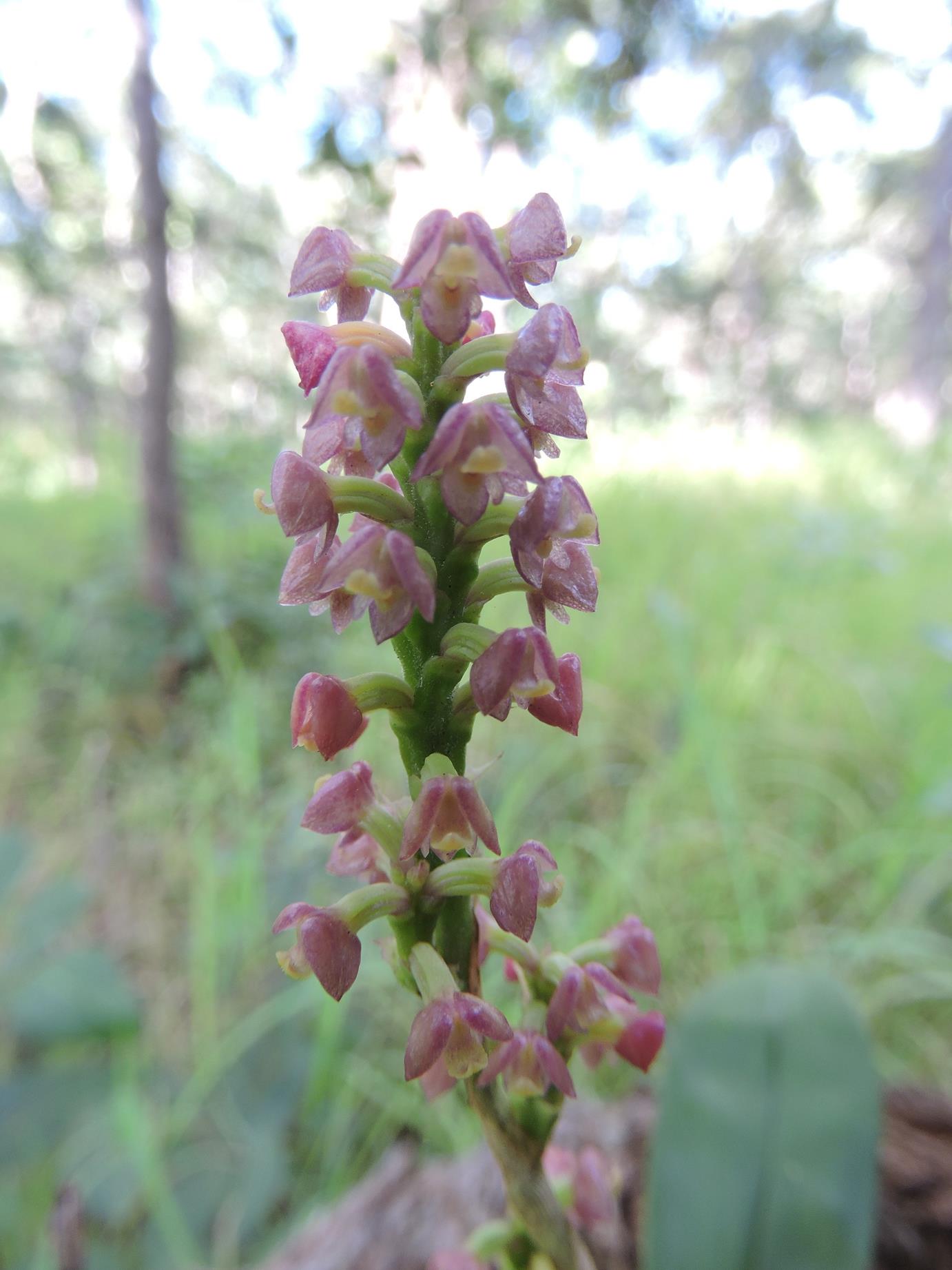 Polystachya concreta