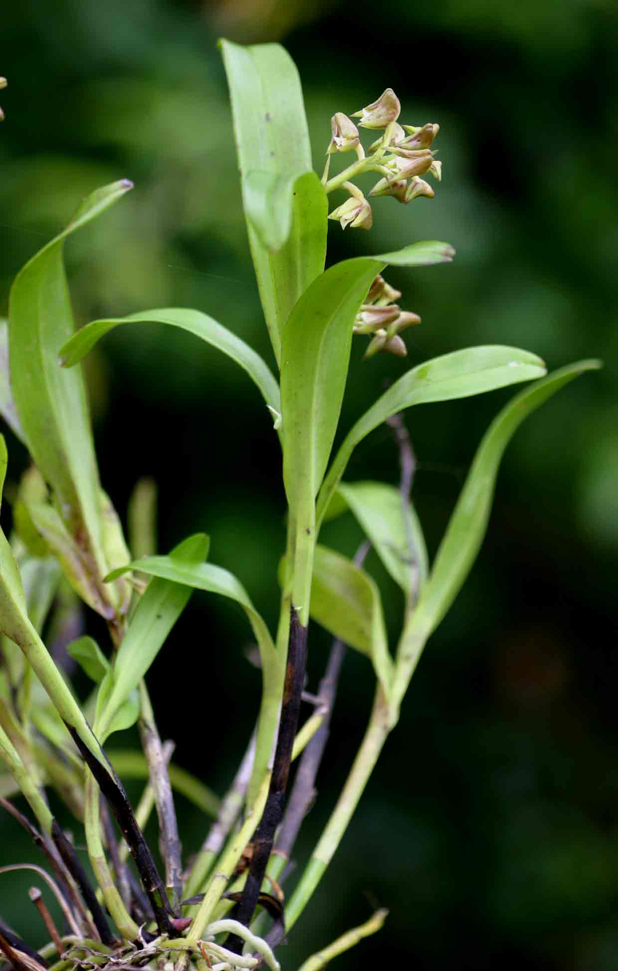 Polystachya transvaalensis Polystachya transvaalensis