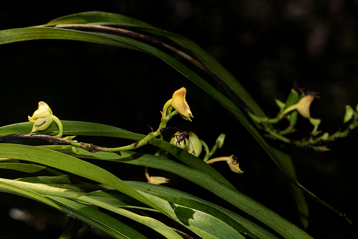 Polystachya transvaalensis Polystachya transvaalensis