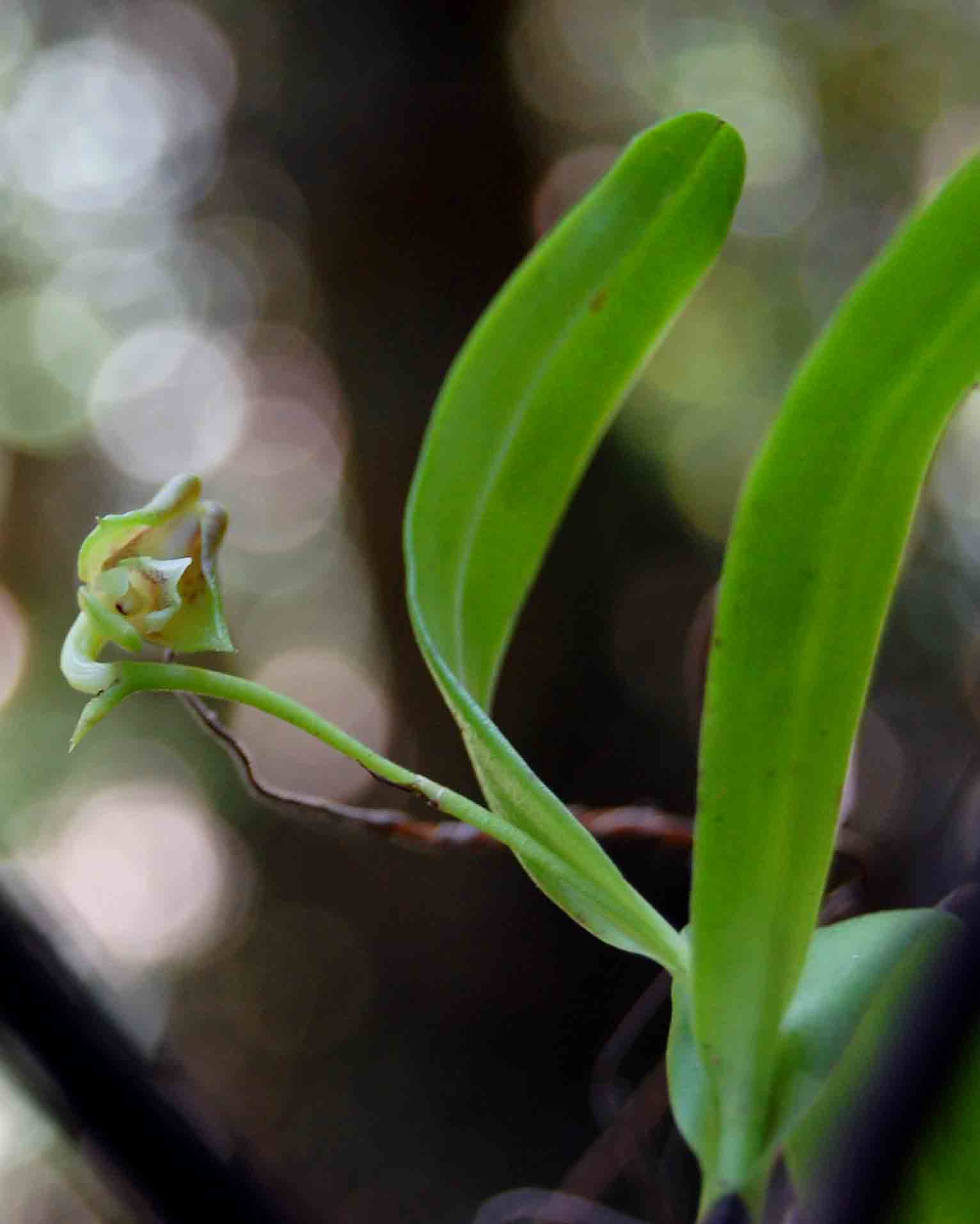 Polystachya transvaalensis