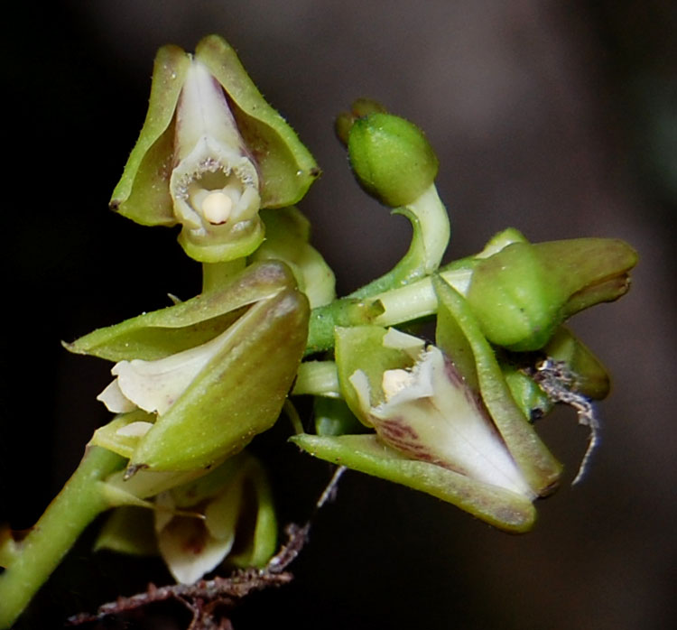 Polystachya transvaalensis Polystachya transvaalensis