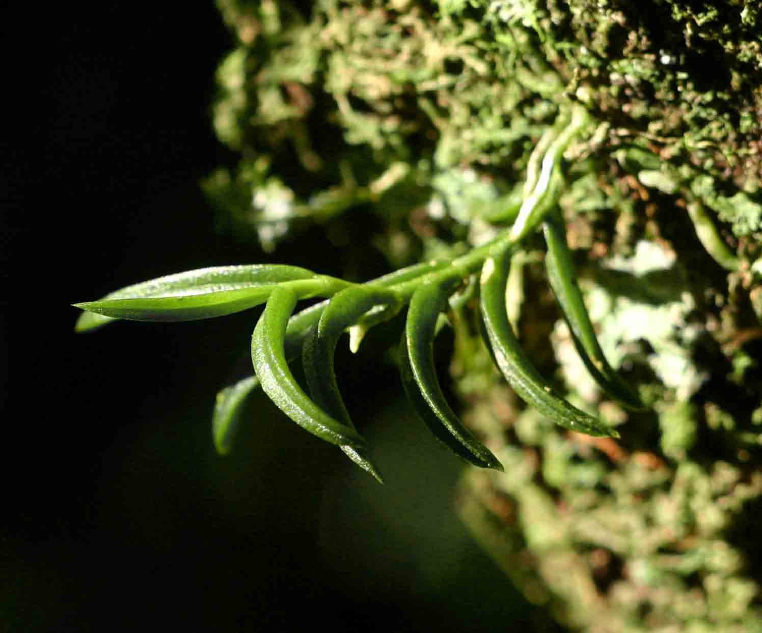 Angraecum humile