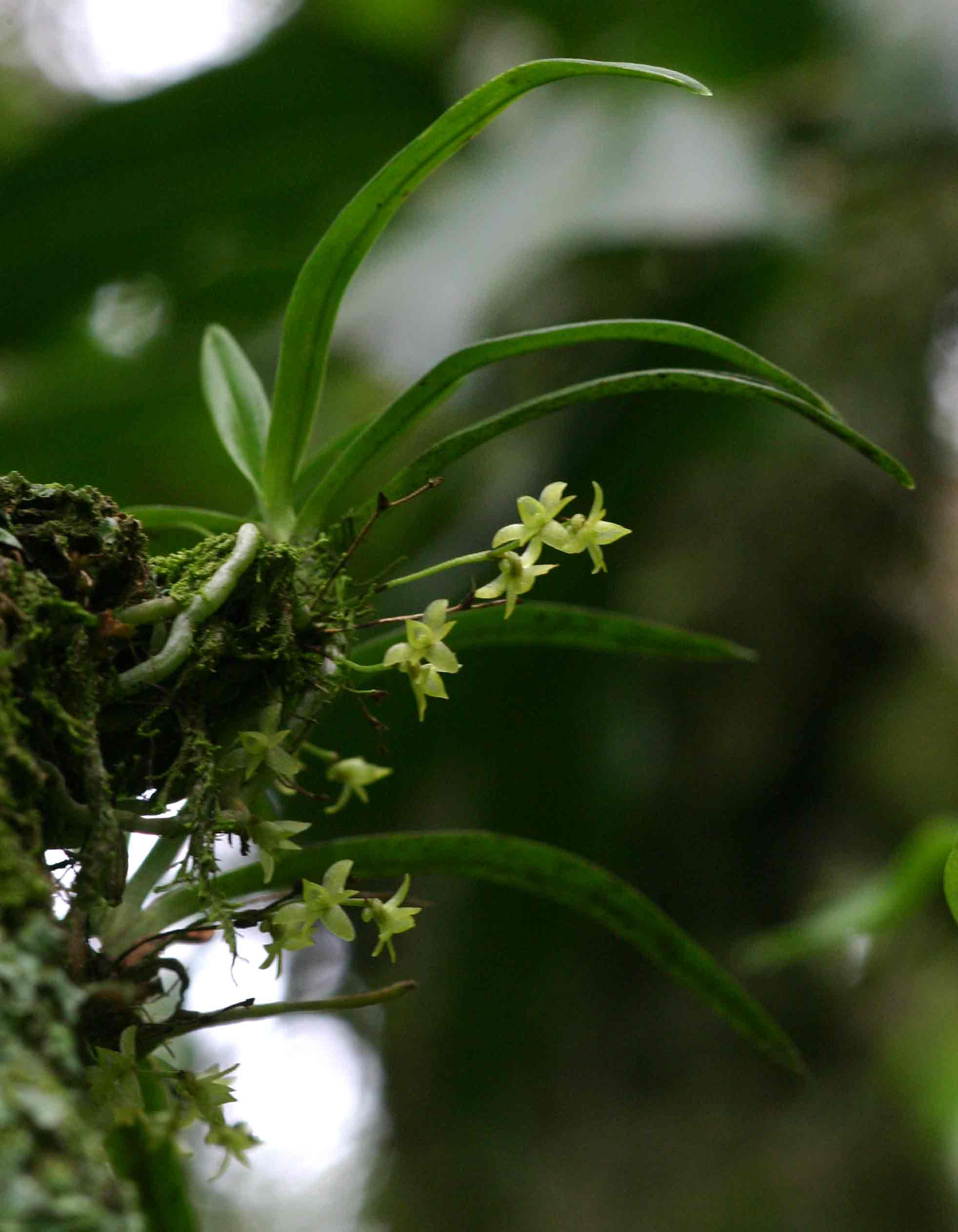 Angraecum sacciferum Angraecum sacciferum