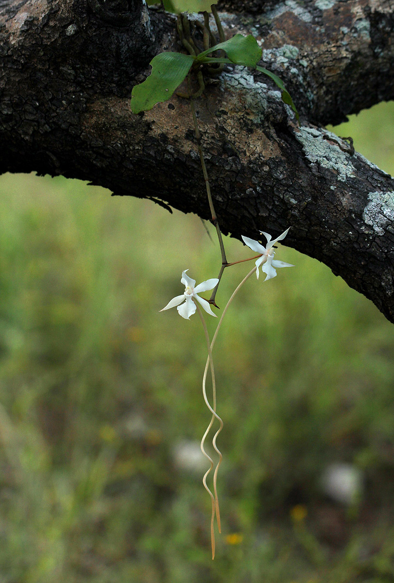 Aerangis kotschyana Aerangis kotschyana