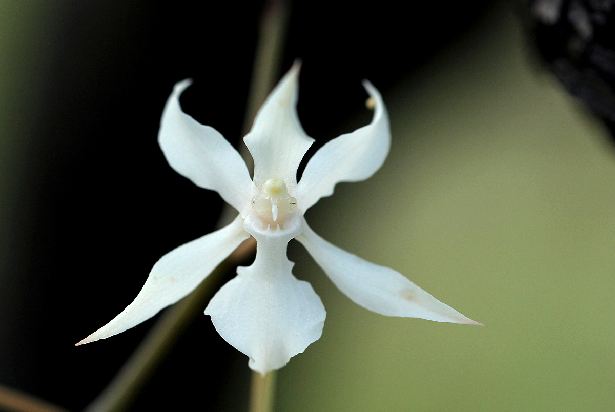 Aerangis kotschyana