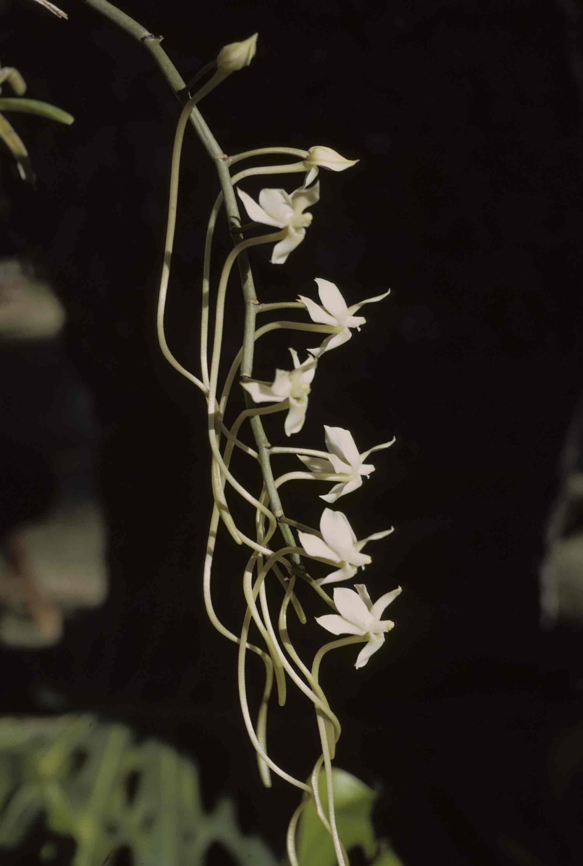 Aerangis verdickii var. verdickii