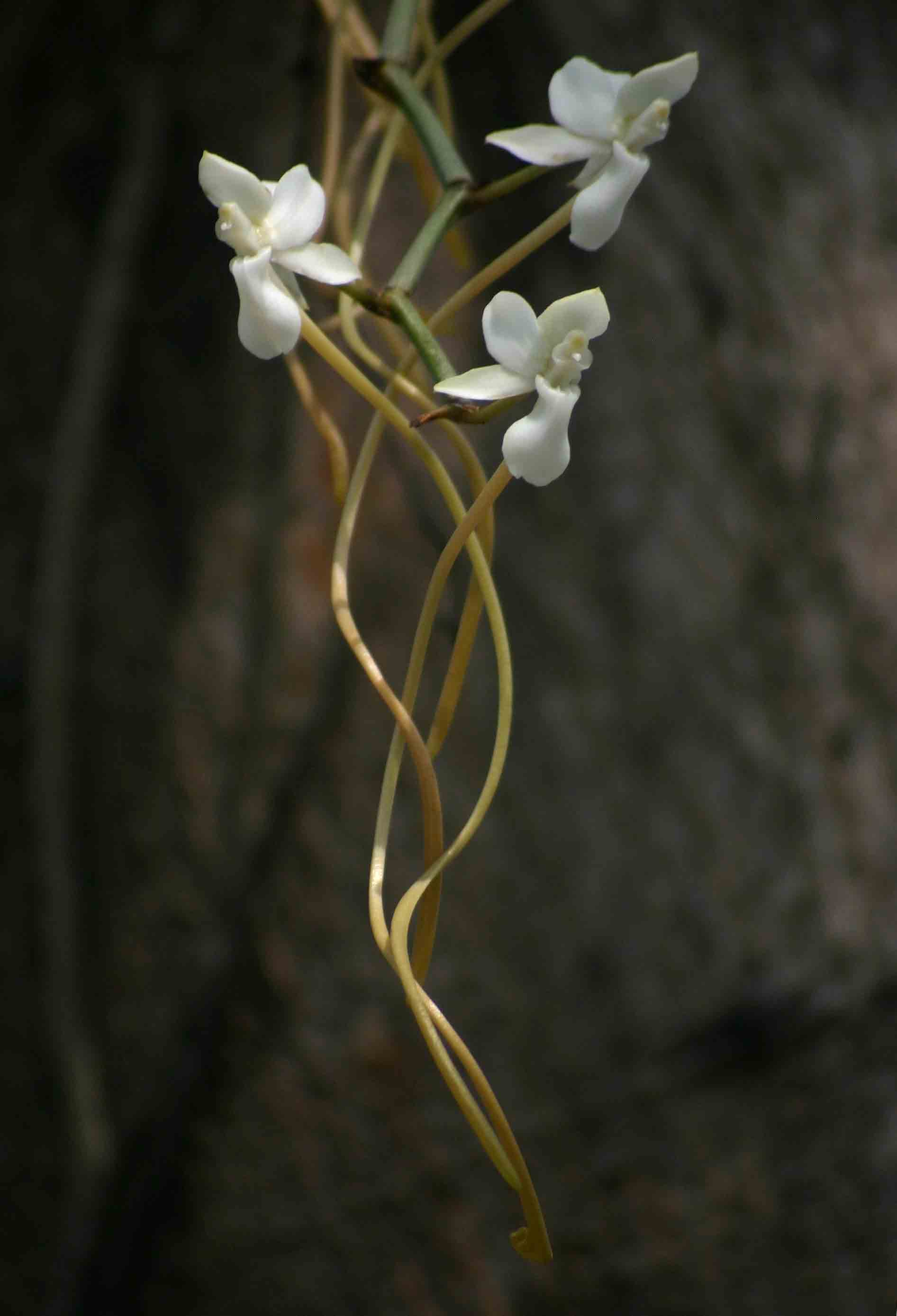 Aerangis verdickii var. verdickii Aerangis verdickii var. verdickii