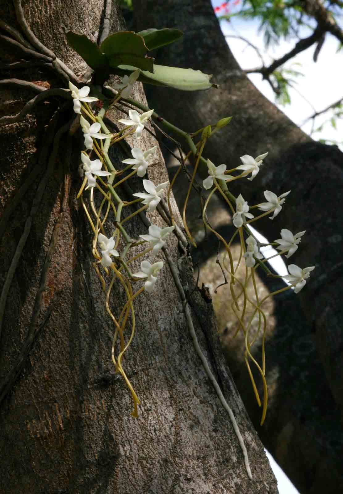 Aerangis verdickii var. verdickii Aerangis verdickii var. verdickii