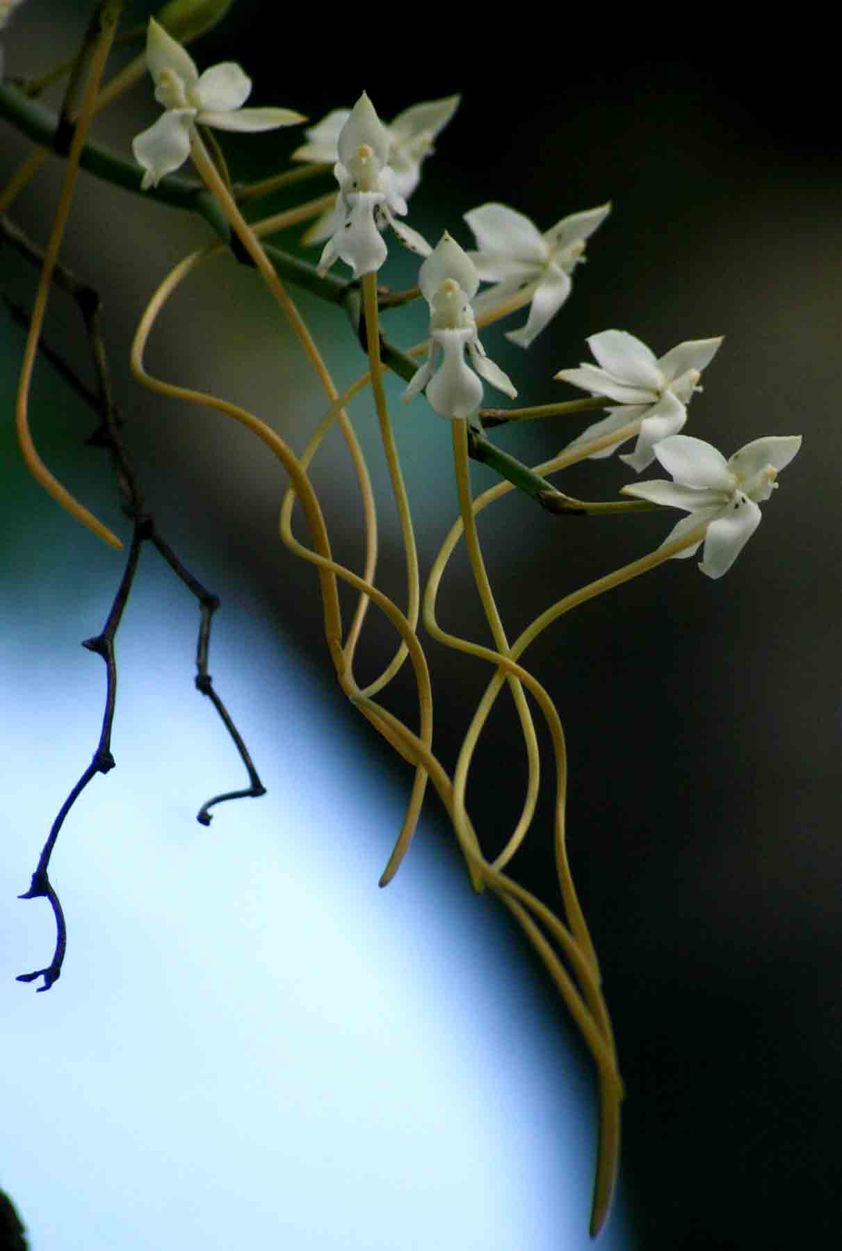 Aerangis verdickii var. verdickii Aerangis verdickii var. verdickii