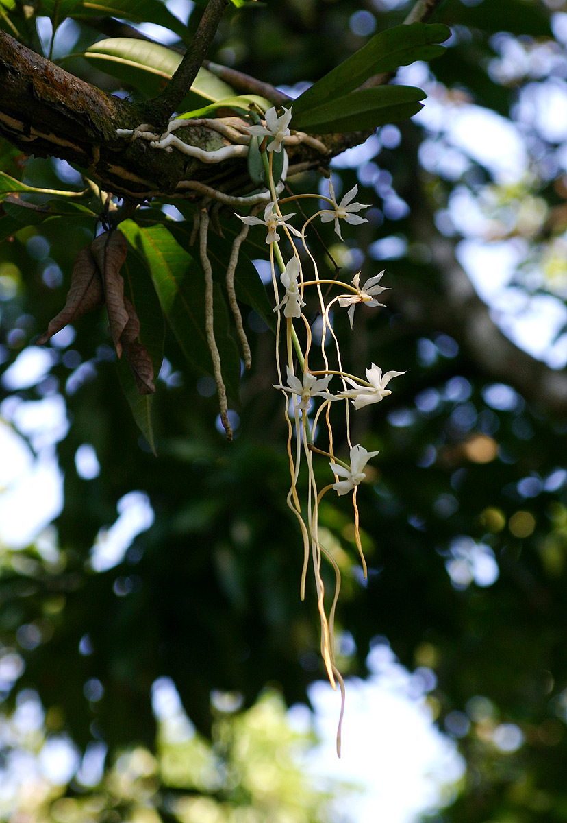 Aerangis verdickii var. verdickii Aerangis verdickii var. verdickii