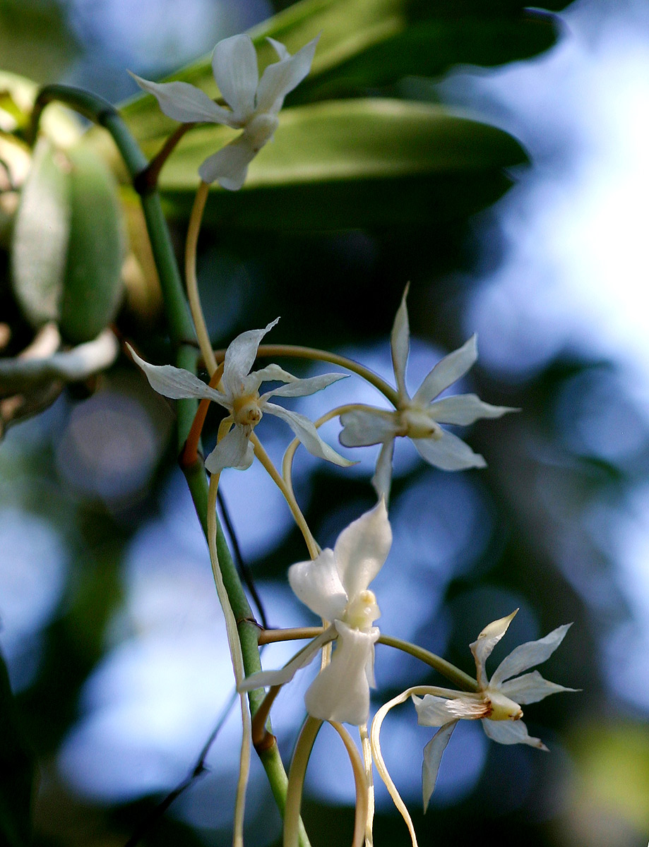 Aerangis verdickii var. verdickii Aerangis verdickii var. verdickii
