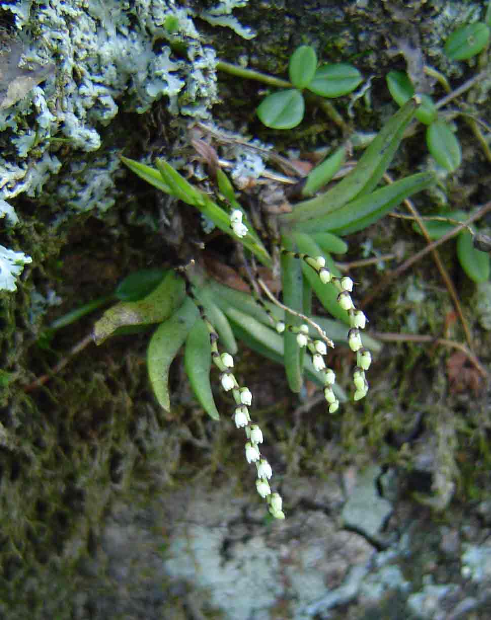 Bolusiella iridifolia subsp. picea