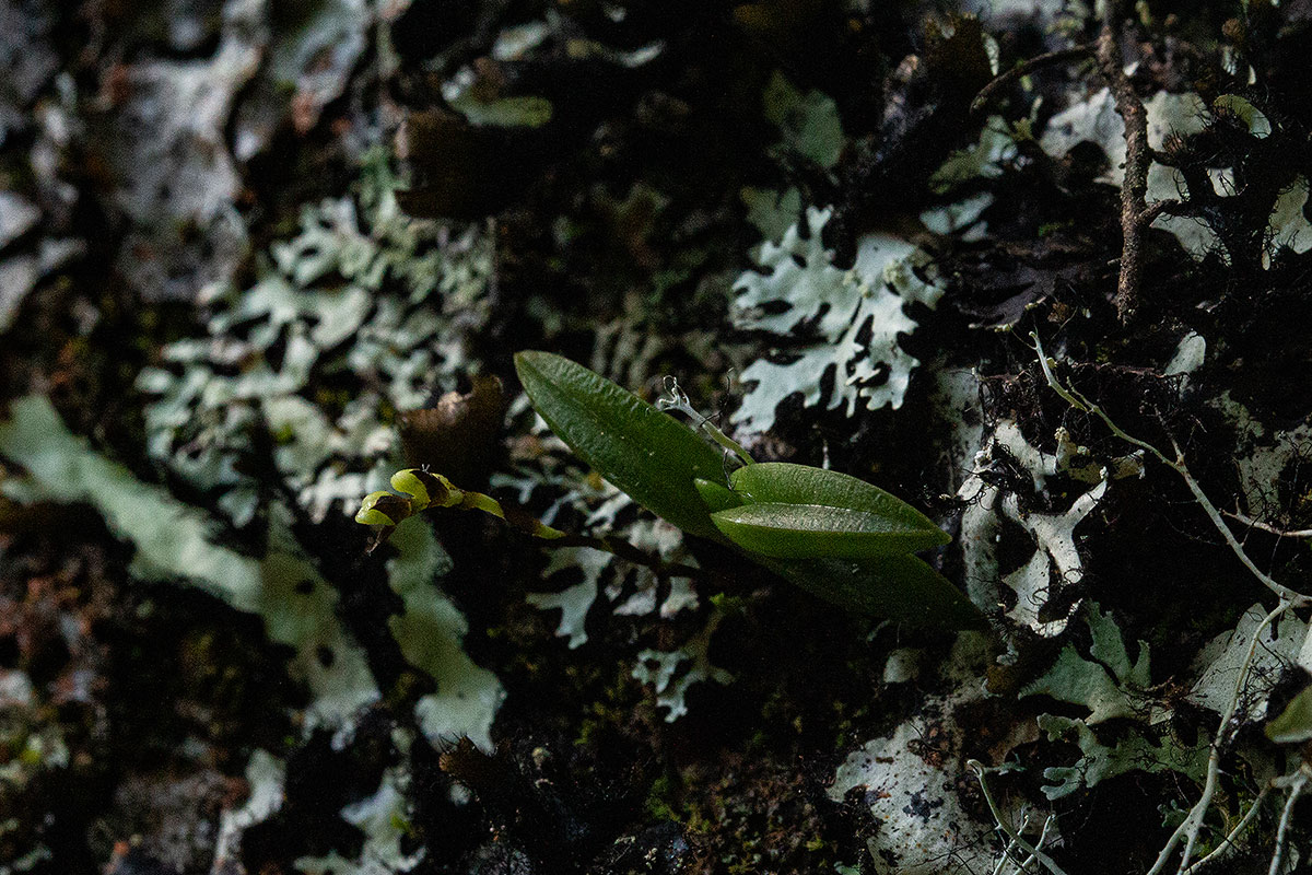 Bolusiella iridifolia subsp. picea