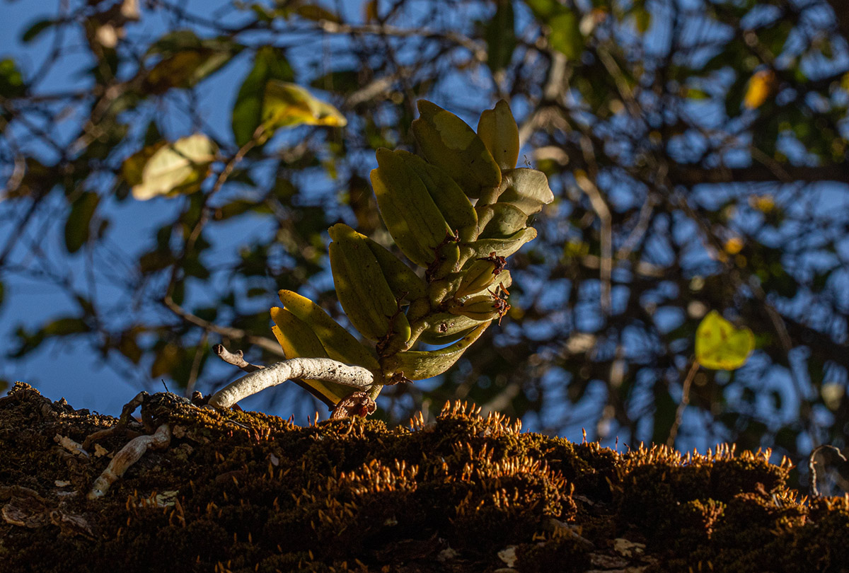 Calyptrochilum christyanum Calyptrochilum christyanum