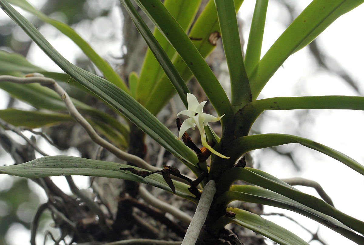 Cyrtorchis arcuata subsp. arcuata Cyrtorchis arcuata subsp. arcuata