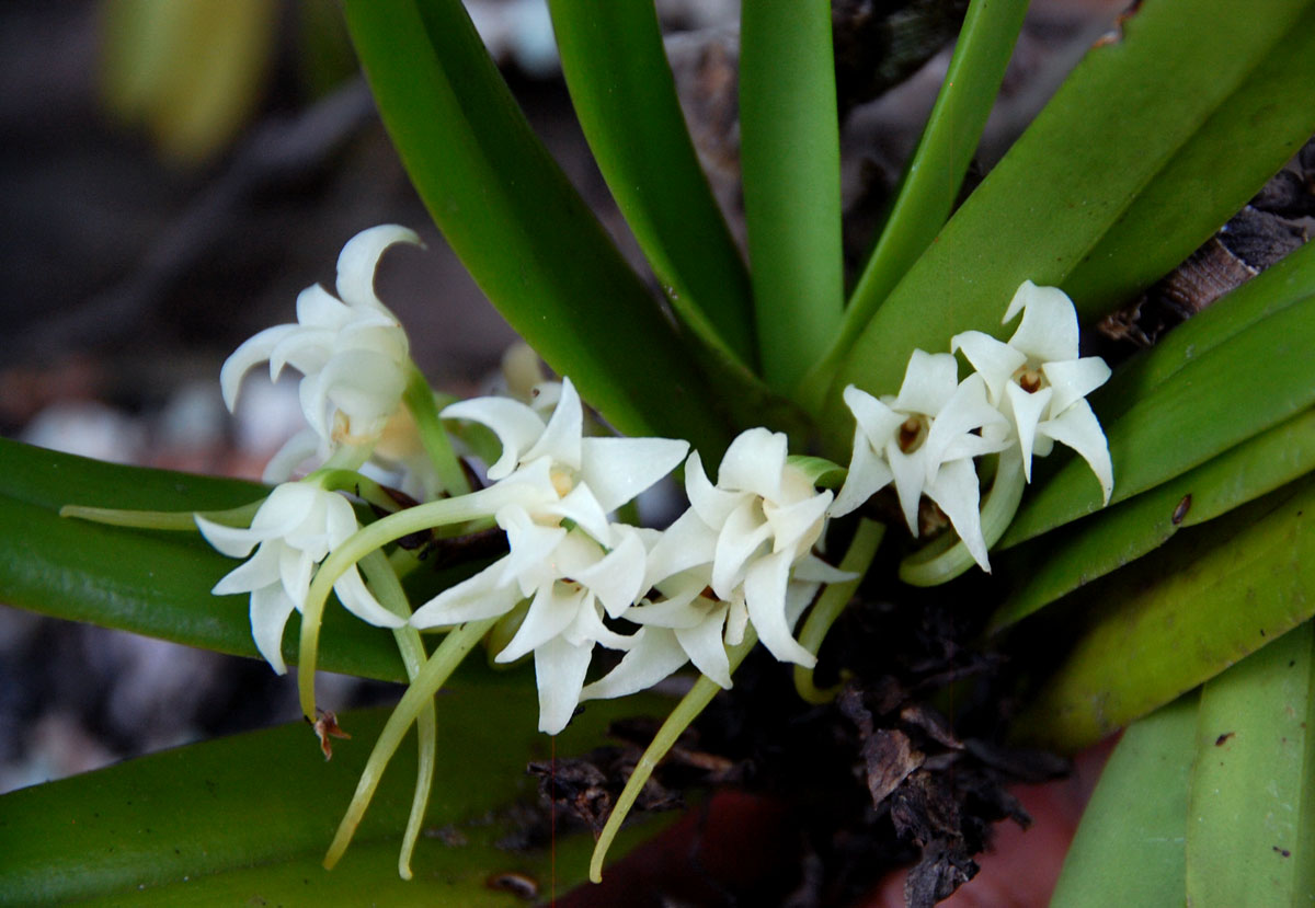 Cyrtorchis arcuata subsp. arcuata Cyrtorchis arcuata subsp. arcuata