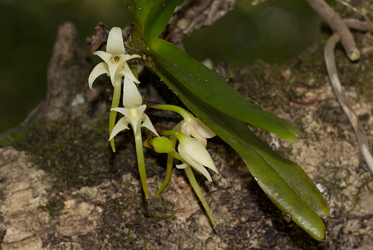 Cyrtorchis arcuata subsp. arcuata Cyrtorchis arcuata subsp. arcuata