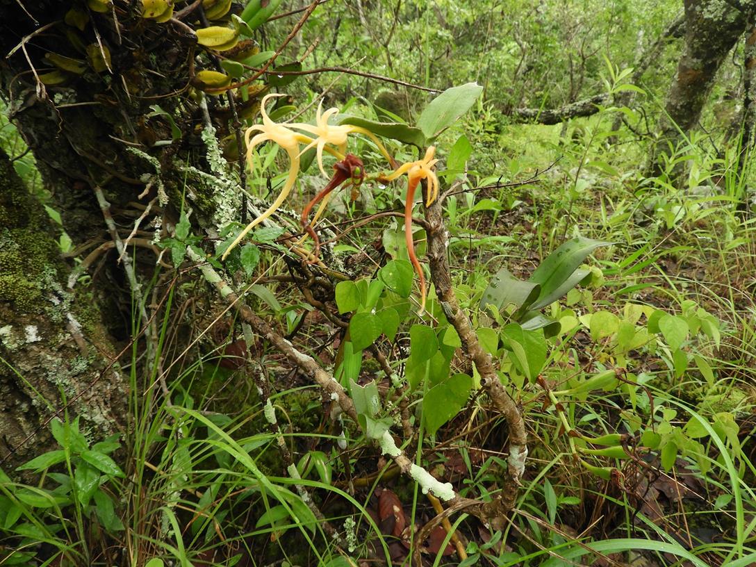 Cyrtorchis arcuata subsp. arcuata