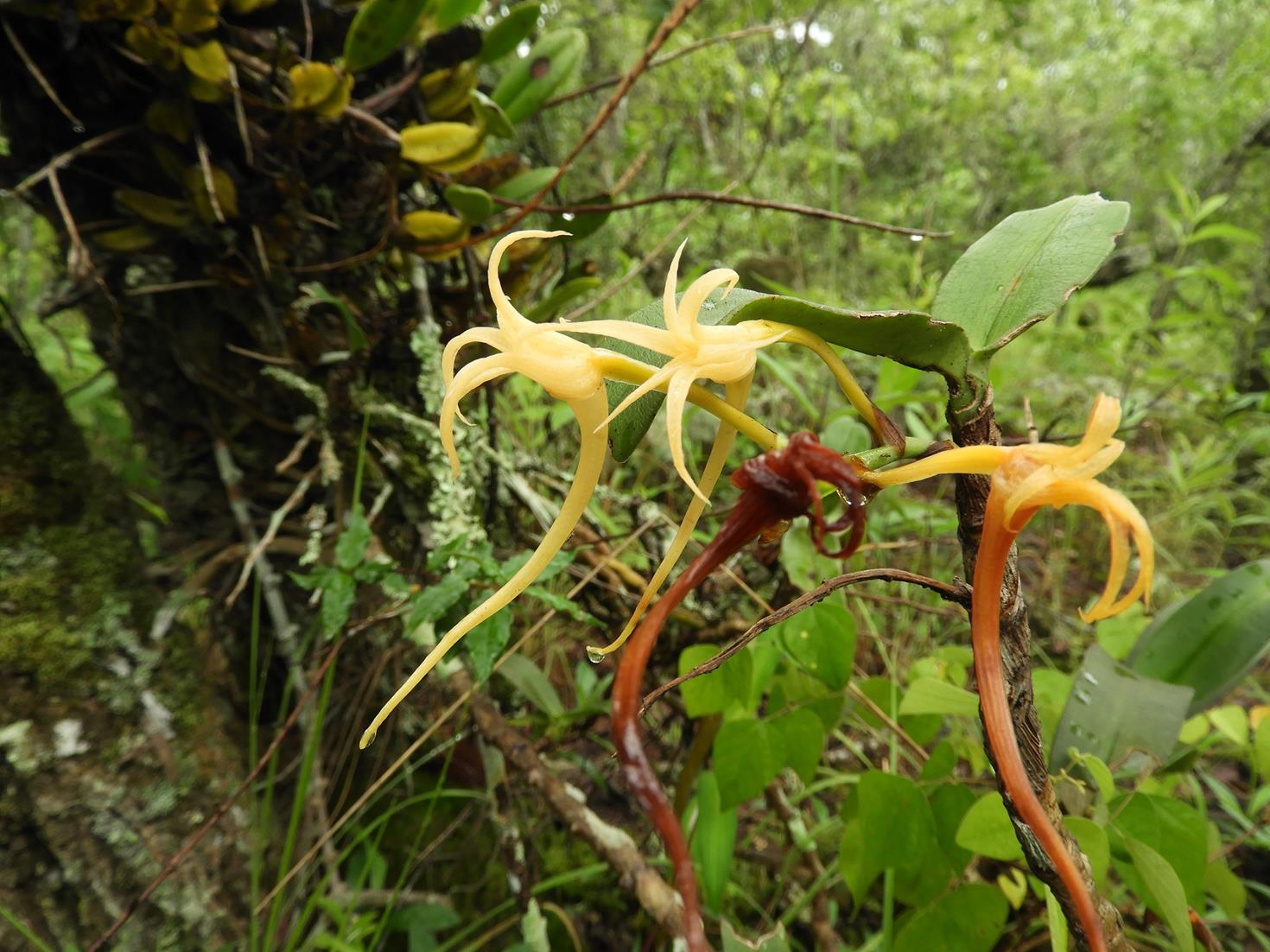 Cyrtorchis arcuata subsp. arcuata