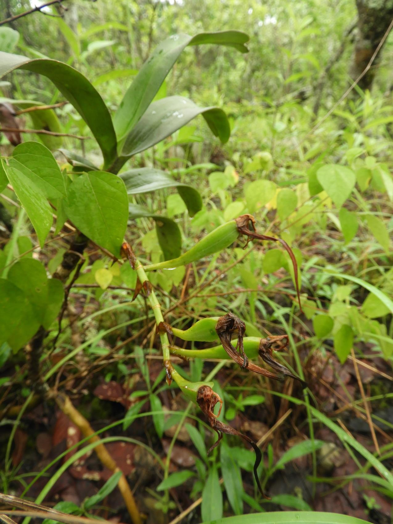 Cyrtorchis arcuata subsp. arcuata